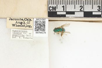 Media type: image;   Entomology 794174 Aspect: Labels